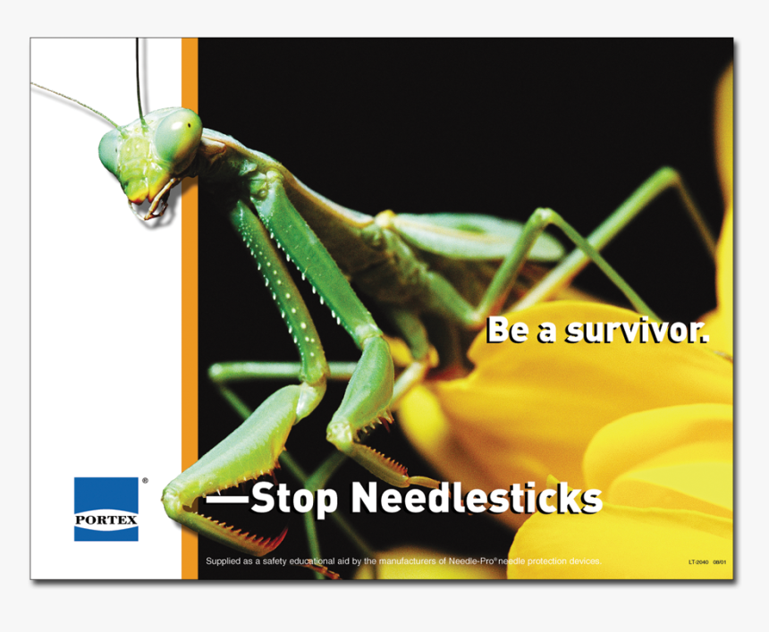 Portex Praying Mantis Poster - Portex, HD Png Download