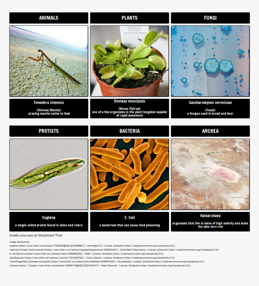 Praying Mantis Png, Transparent Png