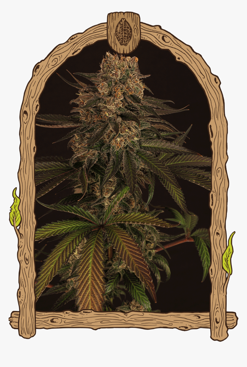 Exotic Seeds Green Gummy, HD Png Download