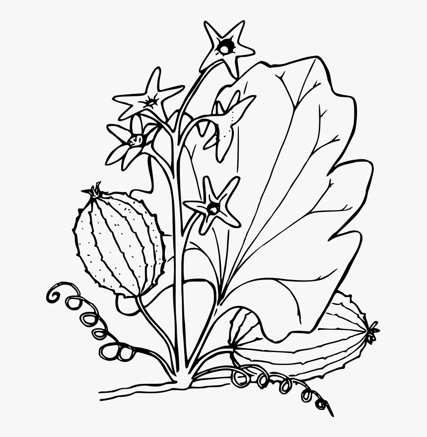 Oregon Clipart Free For Download - Plants Black And White Clipart, HD Png Download