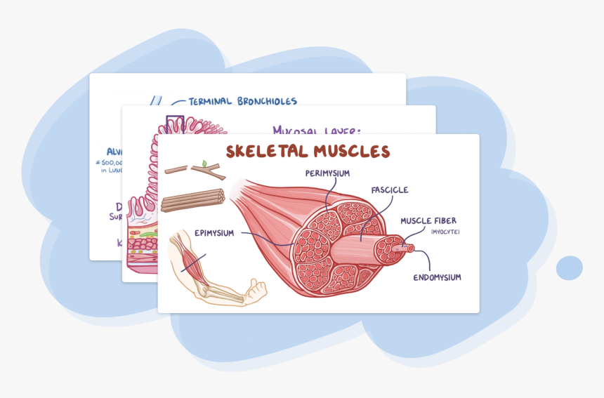 Diagram, HD Png Download