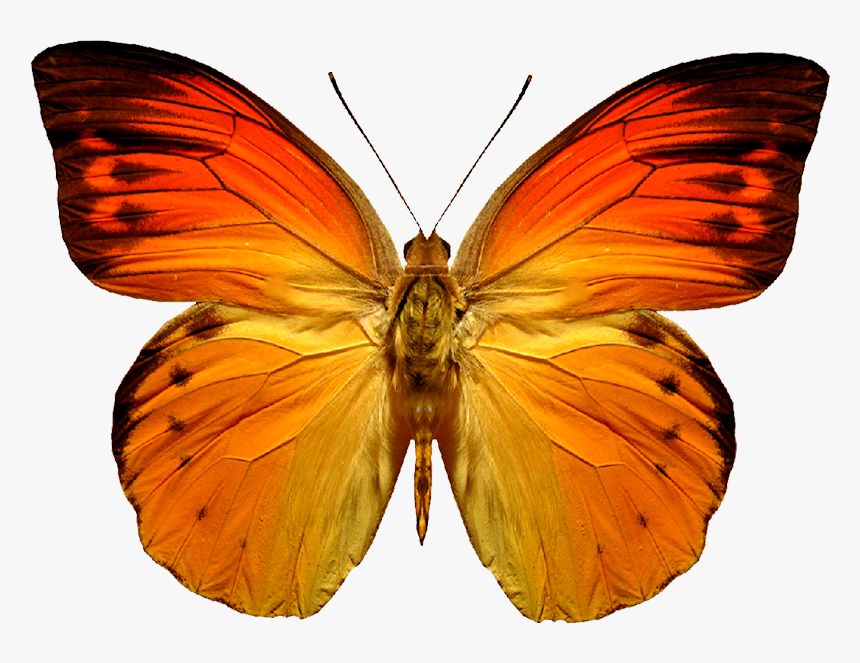 Thumb Image - Borboleta Laranja, HD Png Download