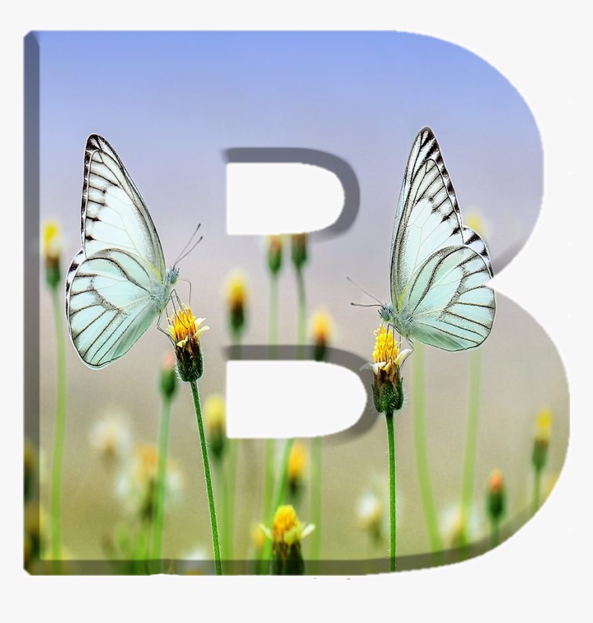 Alfabeto Decorativo Borboletas Png - गुड मॉर्निंग मैसेज इमेज, Transparent Png