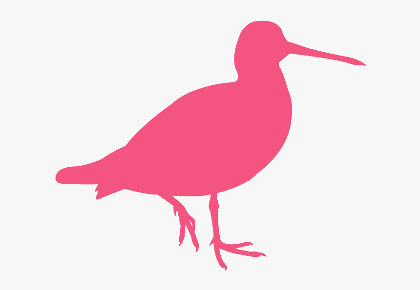 Seabird, HD Png Download