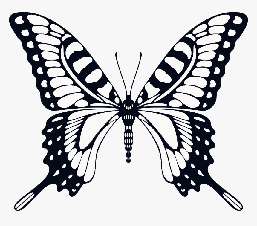 Butterfly Png Images Hd, Transparent Png