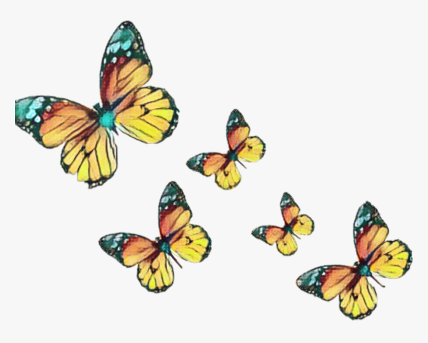 #borboleta #burterfly #borboletas #asasdeborboleta - Pieridae, HD Png Download