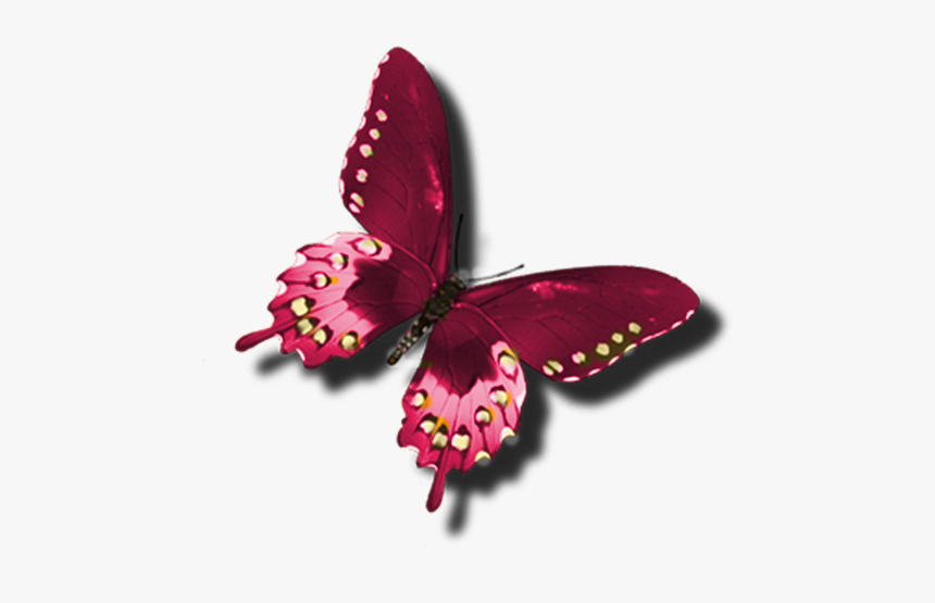 Beautiful Butterfly Clip Art, HD Png Download