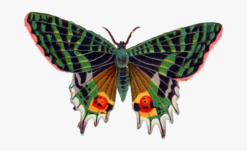 Butterfly Png Image - Hd Butterfly, Transparent Png