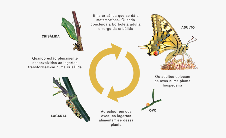 Ciclo Da Vida Borboleta Morte, HD Png Download