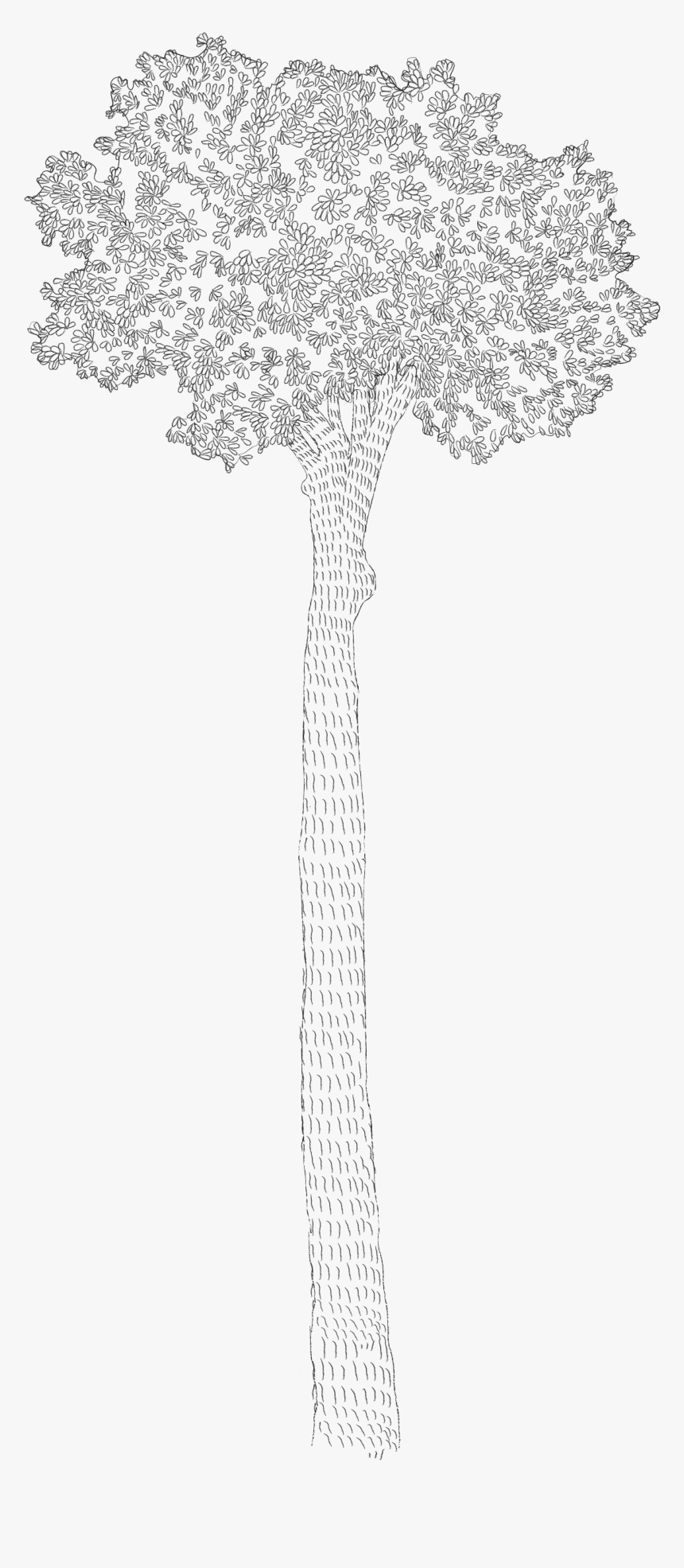 Sketch, HD Png Download