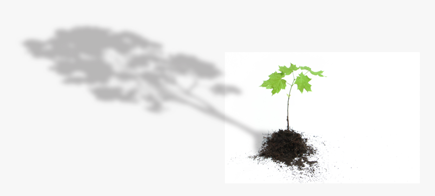 Tree - Plane, HD Png Download