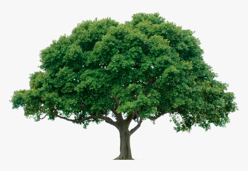 Single Tree Png, Transparent Png