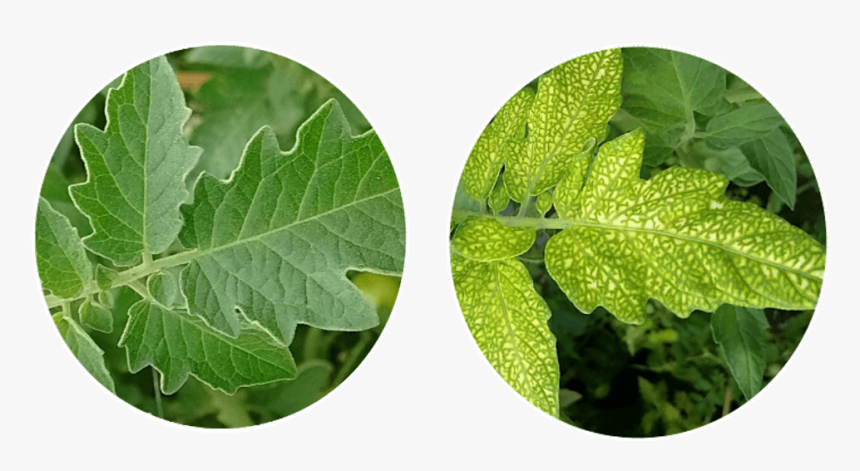 Canoe Birch, HD Png Download