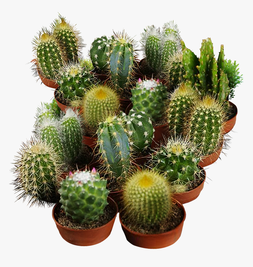 Cactus Seeds For Planting - Cactus Seeds, HD Png Download
