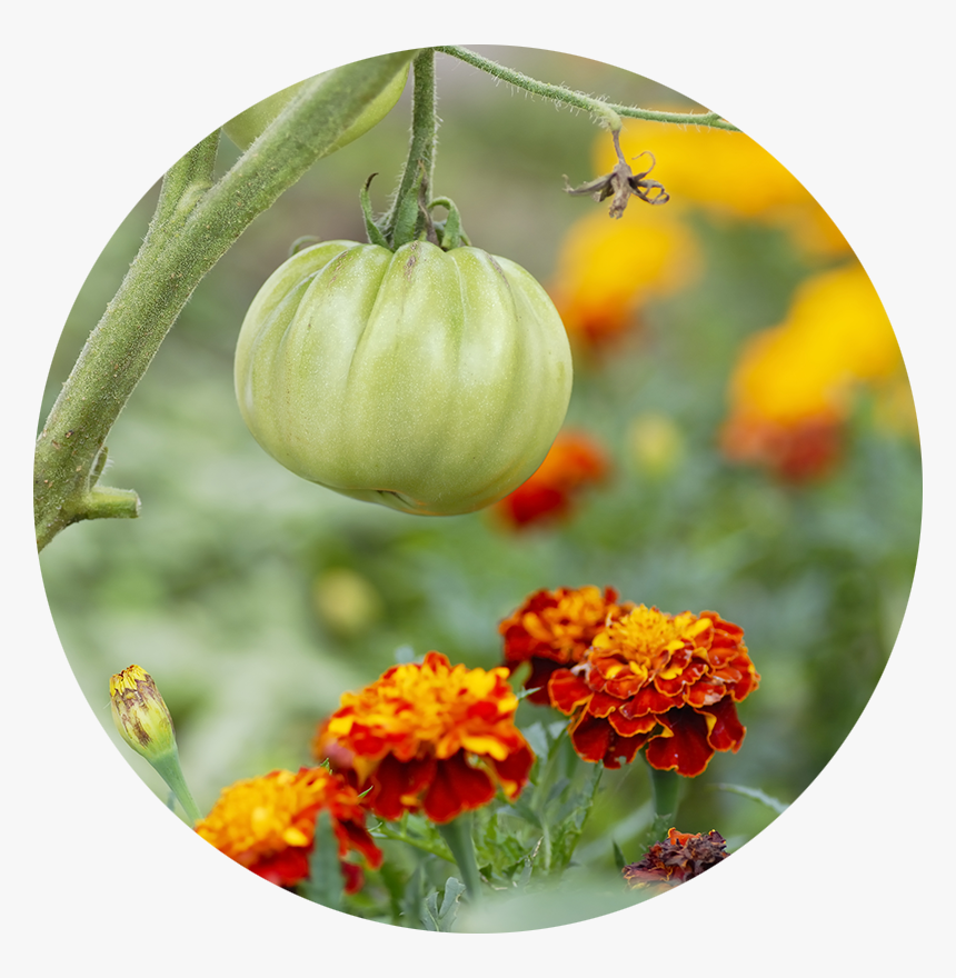 Flower, HD Png Download