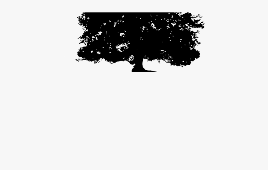 Transparent Background Silhouette Oak Tree Png, Png Download