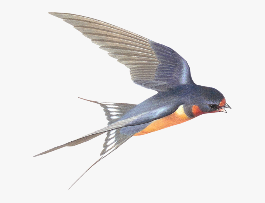 Transparent Swallows Clipart - Swallow Bird Transparent Background, HD Png Download
