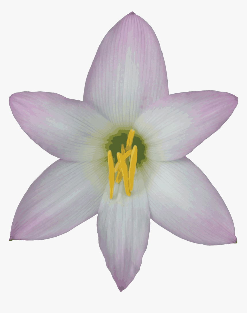 Bellflower Png Transparent Images - Lily With No Background, Png Download