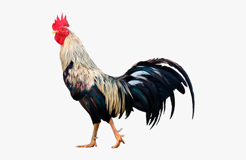 Descripcion - Rooster With White Background, HD Png Download