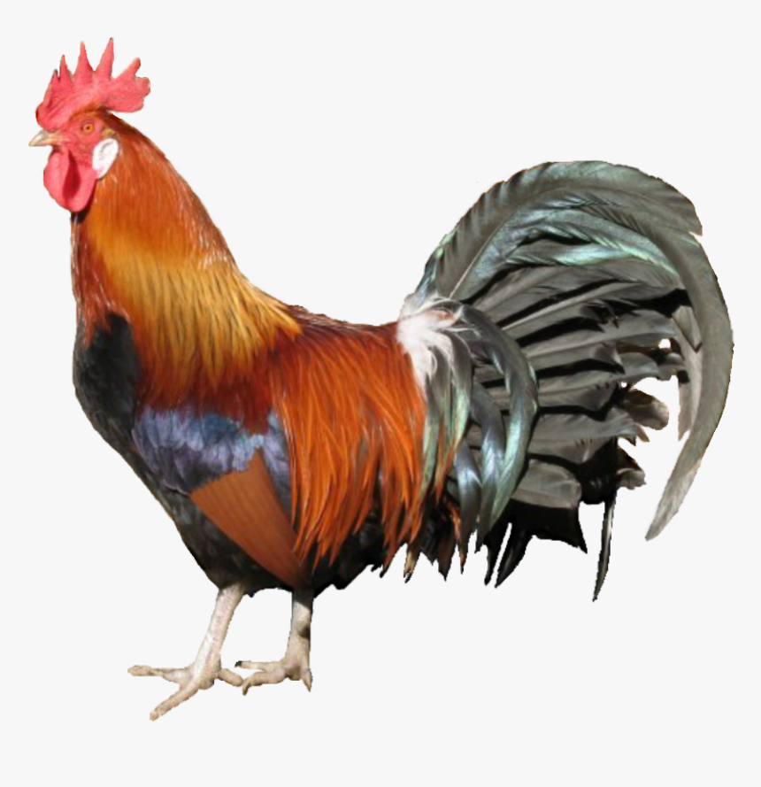Country Chicken Png Transparent, Png Download