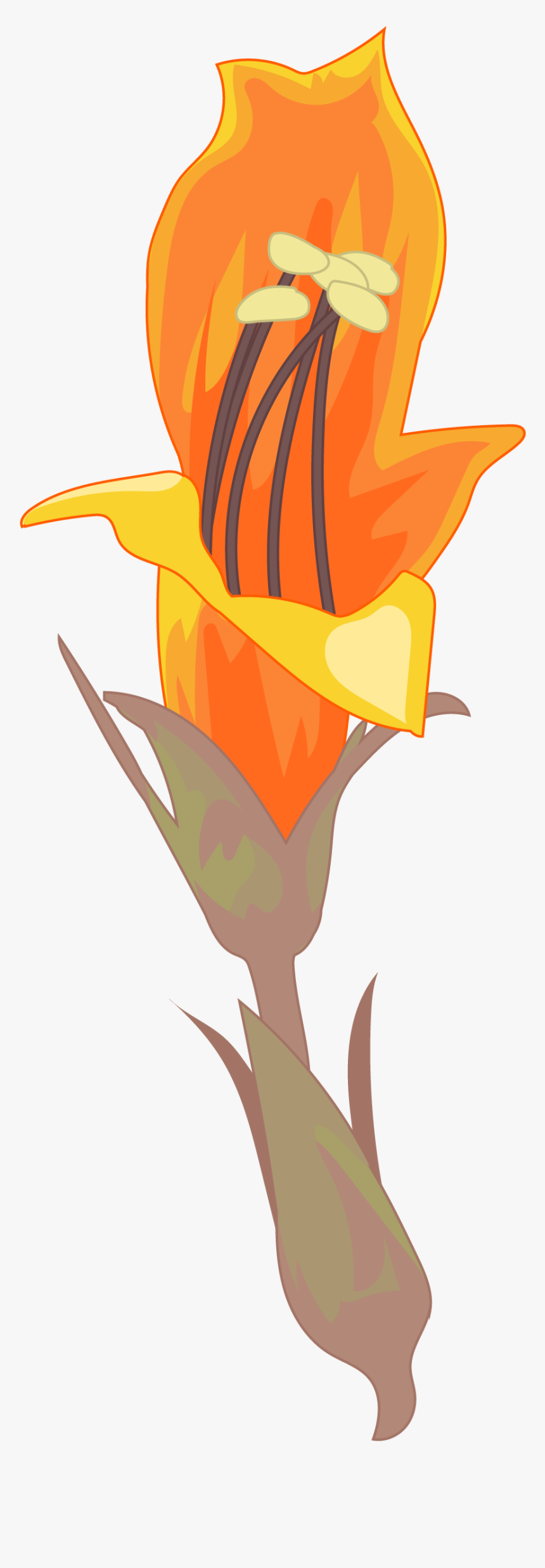 Lily, HD Png Download