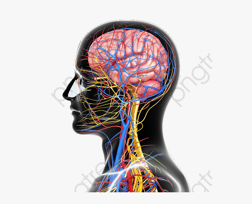Structure Nervous System - Nervous System Omega 3, HD Png Download