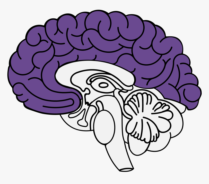 Ansiedad Cerebro , Png Download - Limbic System, Transparent Png