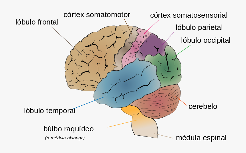 Parts Of The Human Brain, HD Png Download