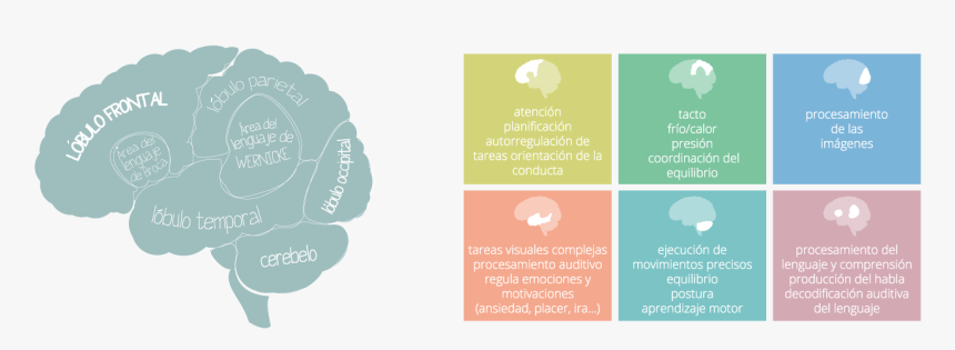 El Tdah En El Cerebro, Funciones Del Las Áreas Cerebrales - Areas Afectadas De La Dislexia, HD Png Download