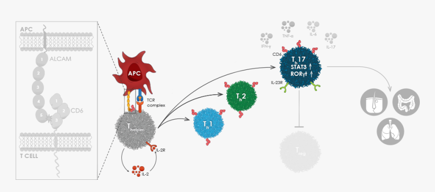 Cd6 Alcam, HD Png Download