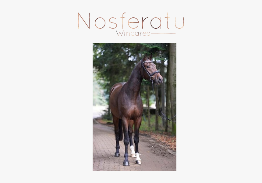 Sorrel, HD Png Download