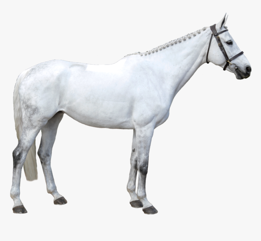 Latina - Stallion, HD Png Download