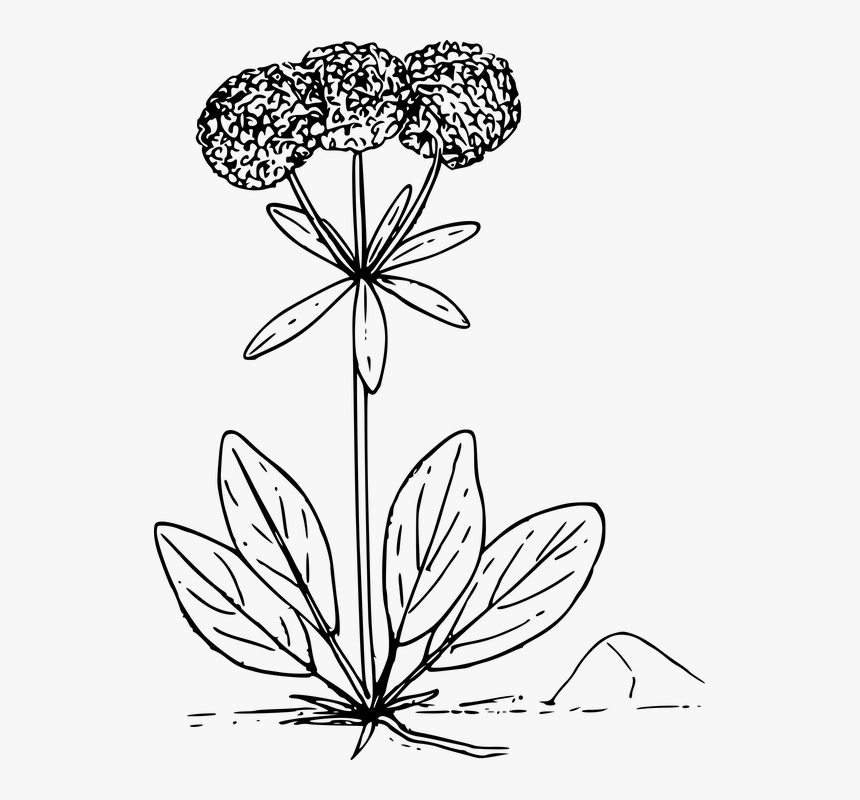 Flower Plant Wild Wildflower - Wild Flower Vector Png, Transparent Png