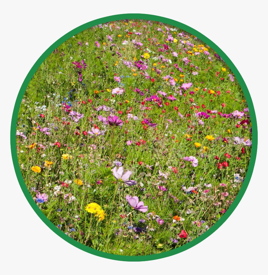 African Daisy, HD Png Download