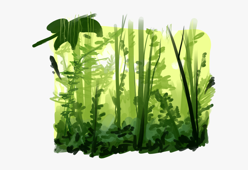 Rainforest Png Pic - Rainforest Png, Transparent Png