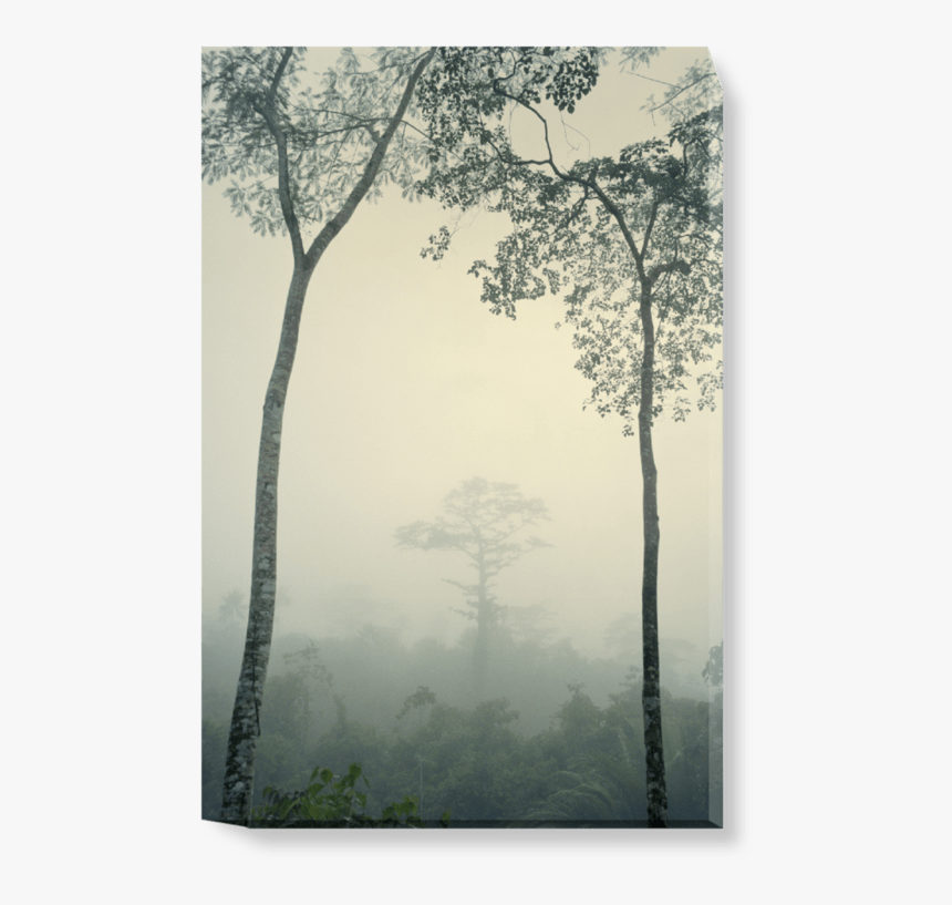 Old-growth Forest, HD Png Download