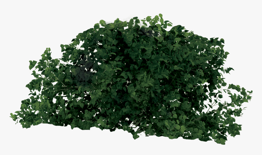 Rainforest Tree - Png Transparent Rainforest Plant, Png Download