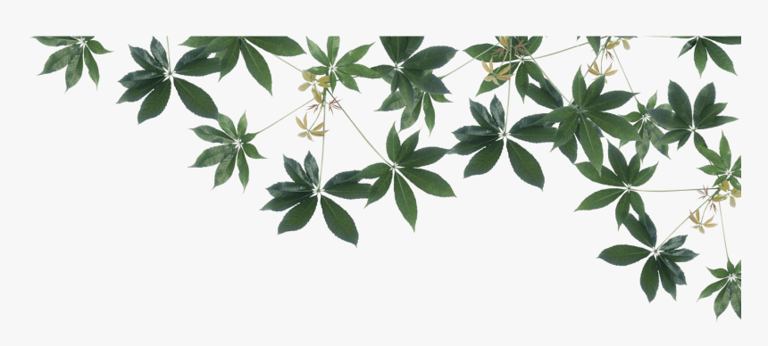 Houseplant, HD Png Download