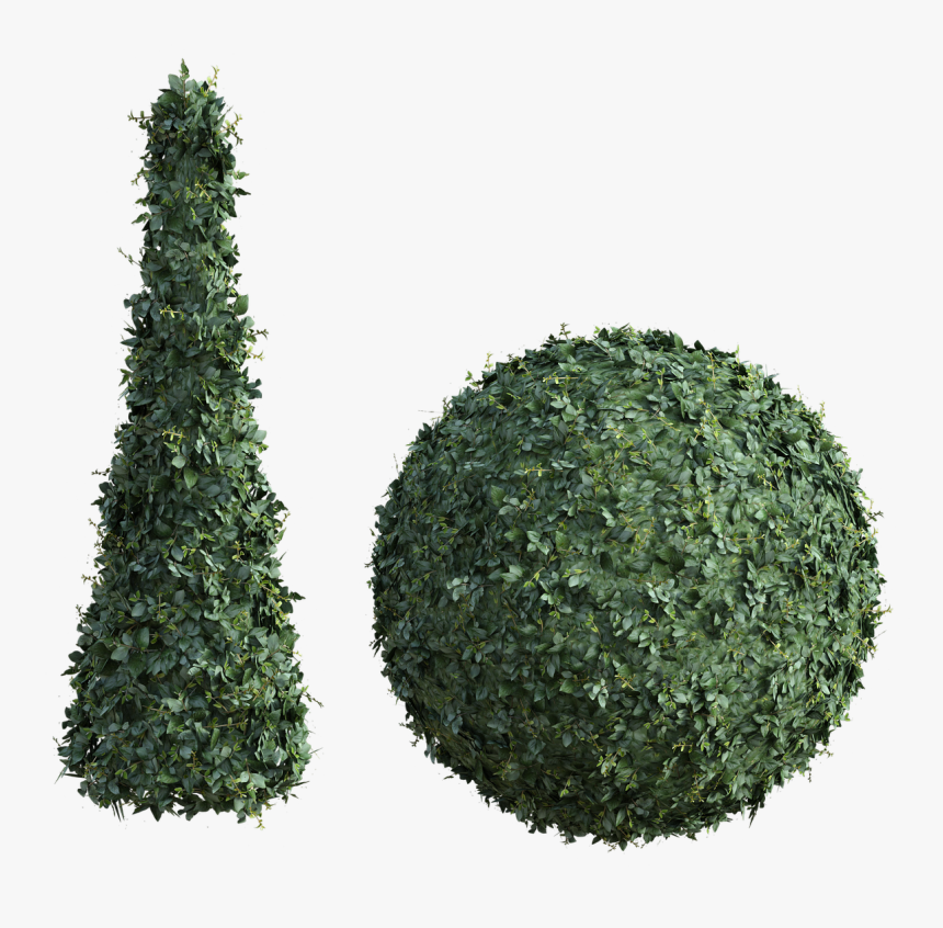Topiary, Bush, Tall, Hedge, Round, Green, Leaves, Shrub - Christmas Tree, HD Png Download