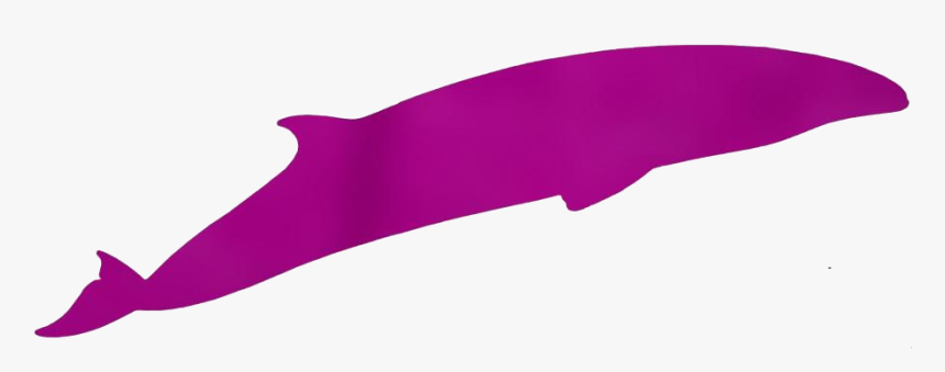 Transparent Whale Clipart, Whale Png Image - Cetacea, Png Download