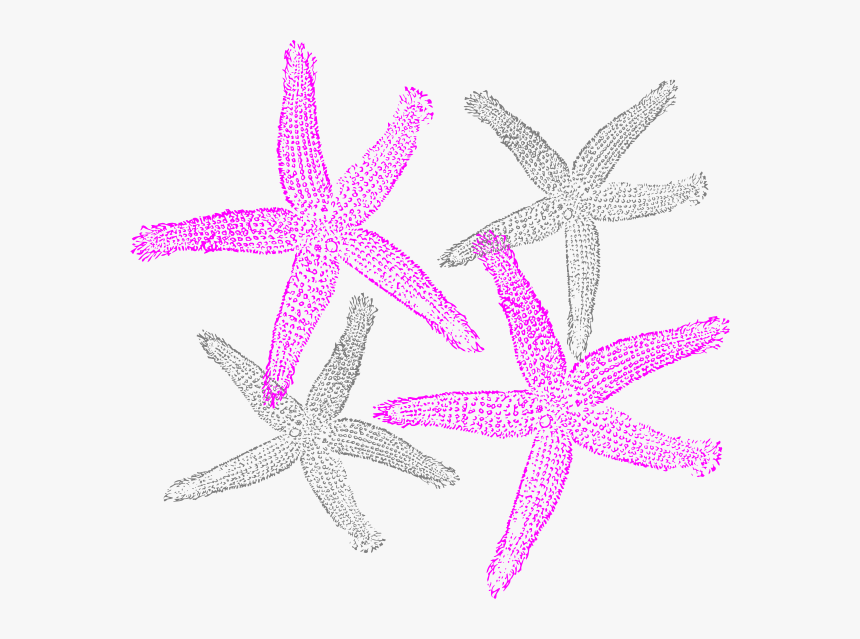 Starfish Prints Svg Clip Arts - Clipart Star Fish, HD Png Download