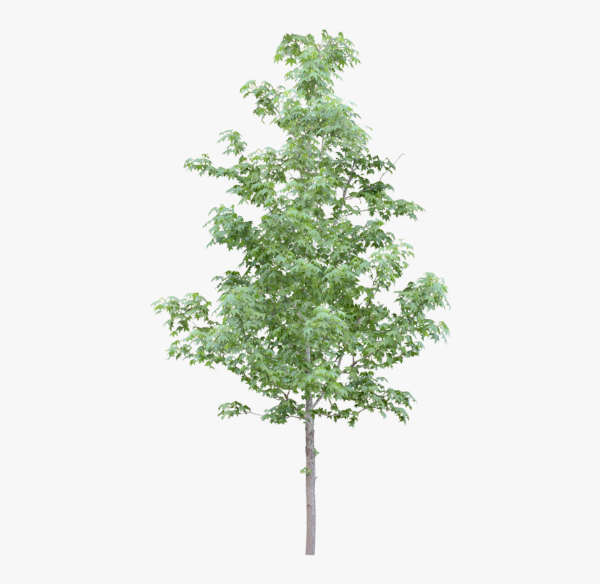 Tubes Arbres Et Verdures Trees Pinterest Photoshop - Tree Transparent Photoshop, HD Png Download