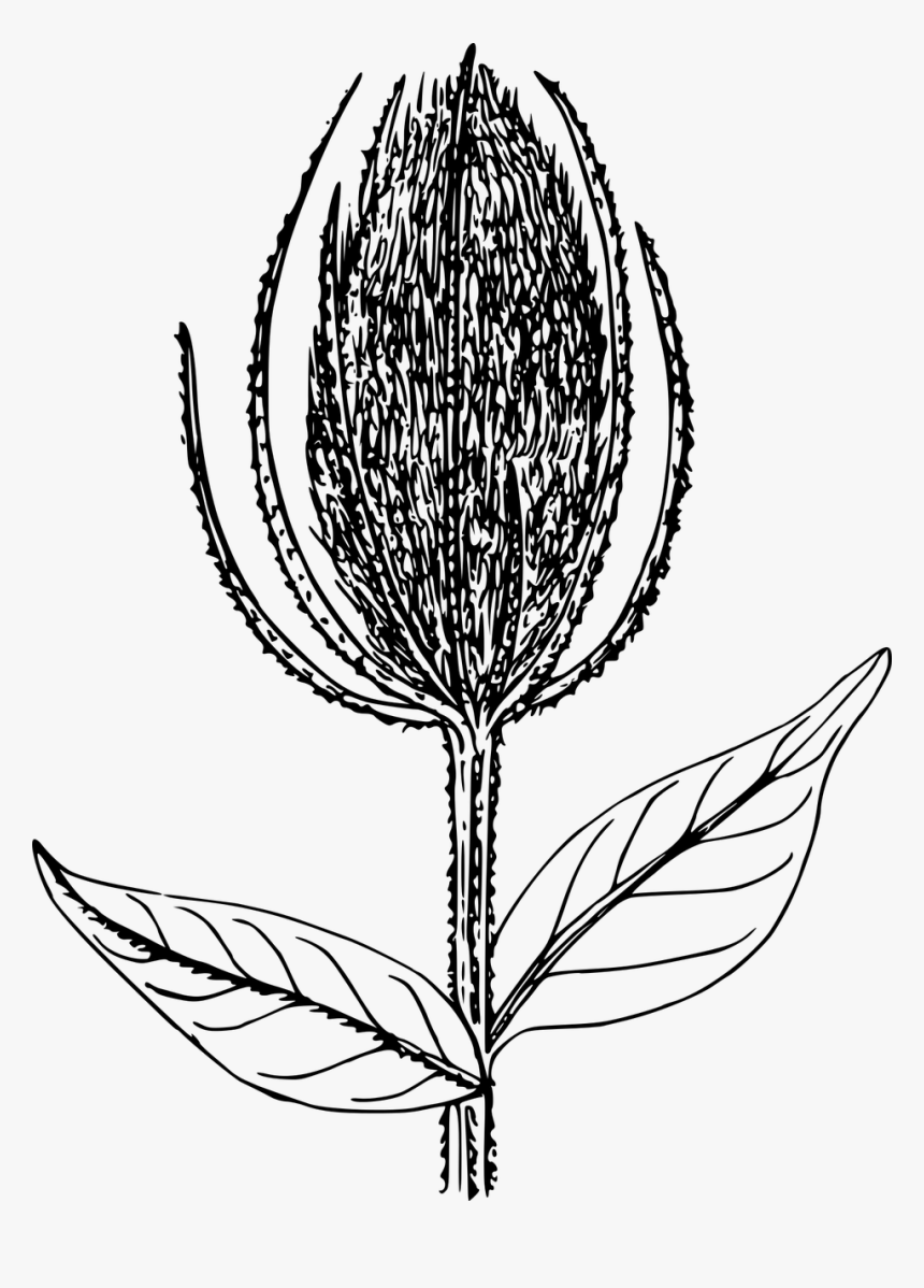 Illustration, HD Png Download