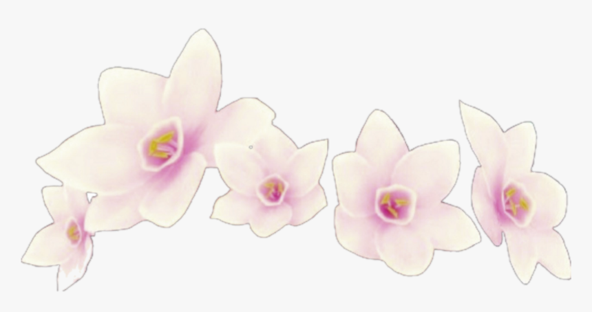 Transparent Flower Crowns Png - Instagram, Png Download