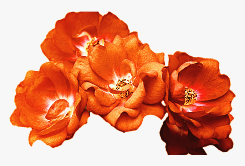 15 Red Flower Crown Png For Free Download On Mbtskoudsalg - Orange Flower Crown Png, Transparent Png