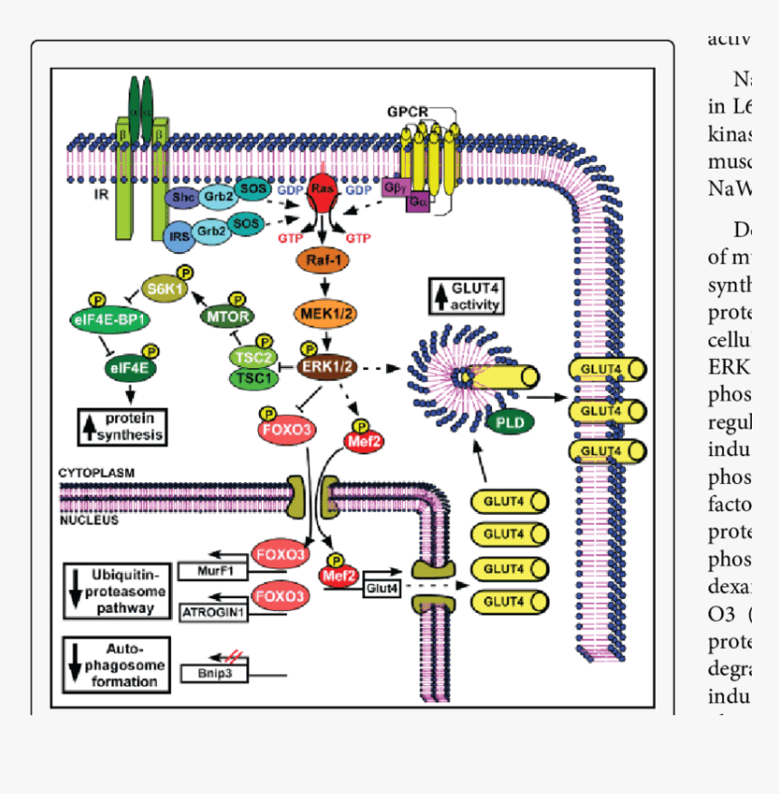 Illustration, HD Png Download