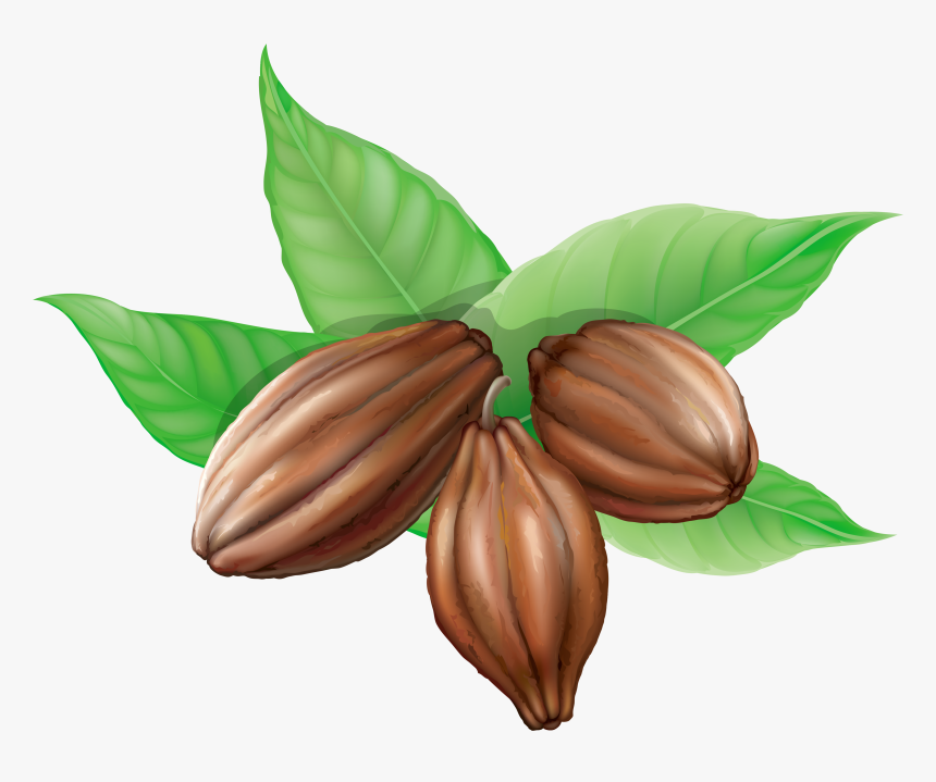 Cacao Png - Cocoa Beans Clipart, Transparent Png