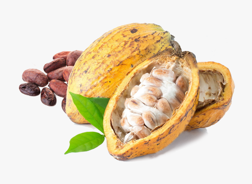 Cocoa Png - Cacao Png - Cacao Png, Transparent Png