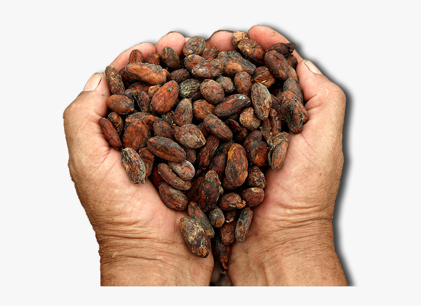 Cacao Png - Cocoa Bean Origin, Transparent Png