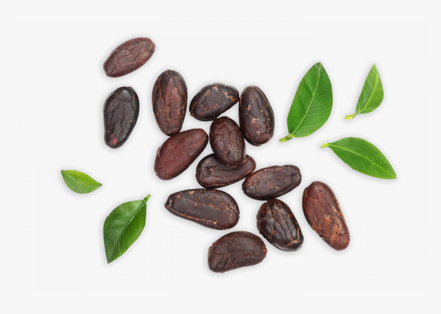 Cocoa Bean, HD Png Download